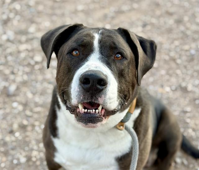Chloe, a dog at Pima Animal Care Center in Tucson, AZ — 7 years, 92 lbs