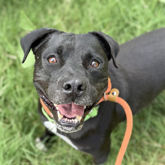 Big Boy, a dog at Pima Animal Care Center in Tucson, AZ — 5 years, 76 lbs