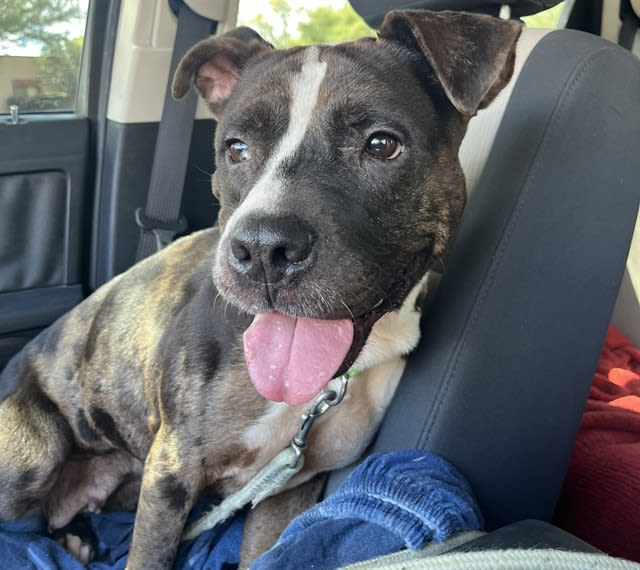 Freida, a dog at Pima Animal Care Center in Tucson, AZ — 5 years, 50 lbs
