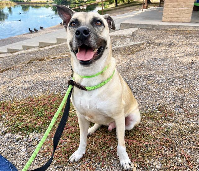 Juda, a dog at Pima Animal Care Center in Tucson, AZ — 3 years, 52 lbs