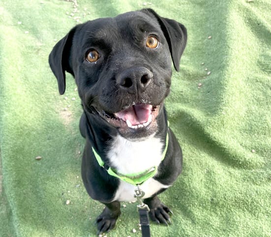 King, a dog at Pima Animal Care Center in Tucson, AZ — 1 year, 10 months, 34 lbs