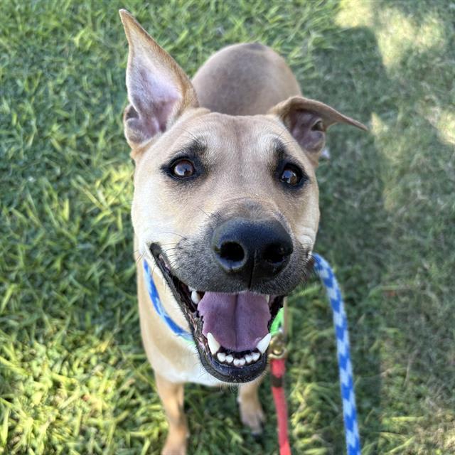 Pickles, a dog at Pima Animal Care Center in Tucson, AZ — 2 years, 10 months, 70 lbs