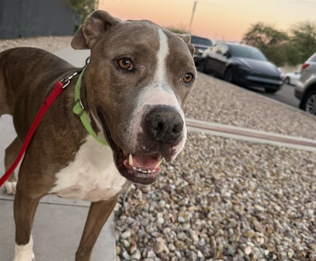 Roscoe, a dog at Pima Animal Care Center in Tucson, AZ — 3 years, 74 lbs