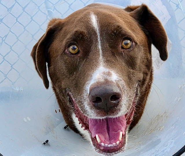 Rowan, a dog at Pima Animal Care Center in Tucson, AZ — 5 years, 74 lbs