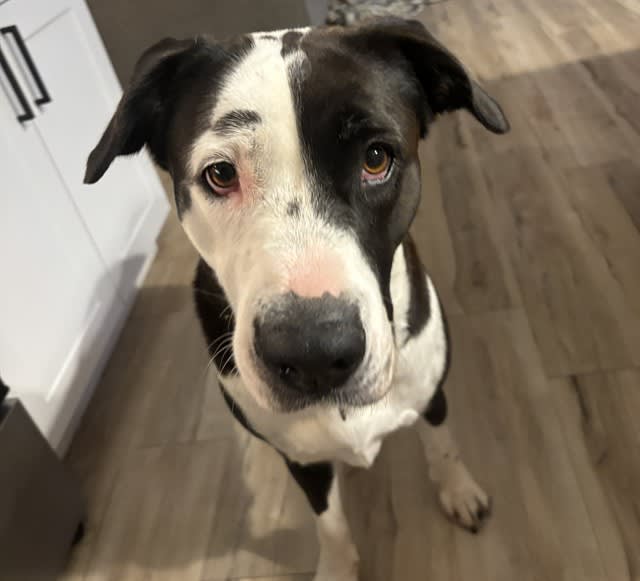 Maggie, a dog at Pima Animal Care Center in Tucson, AZ — 3 years, 73 lbs