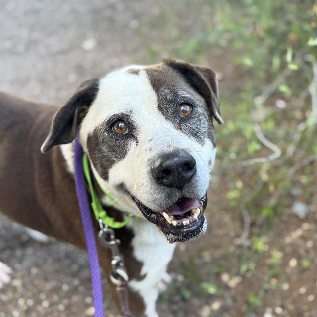 Traviesa, a dog at Pima Animal Care Center in Tucson, AZ — 13 years, 74 lbs