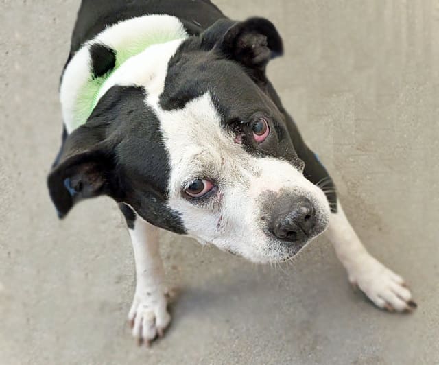 Domino, a dog at Pima Animal Care Center in Tucson, AZ — 10 years, 60 lbs