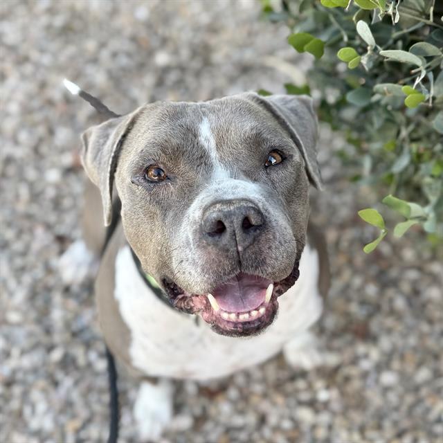 Olga, a dog at Pima Animal Care Center in Tucson, AZ — 3 years, 69 lbs