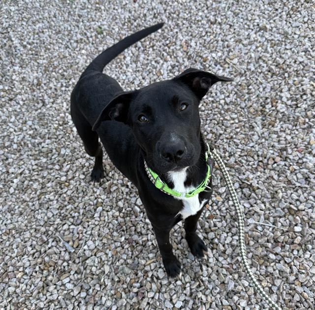 Emmett, a dog at Pima Animal Care Center in Tucson, AZ — 9 months, 40 lbs
