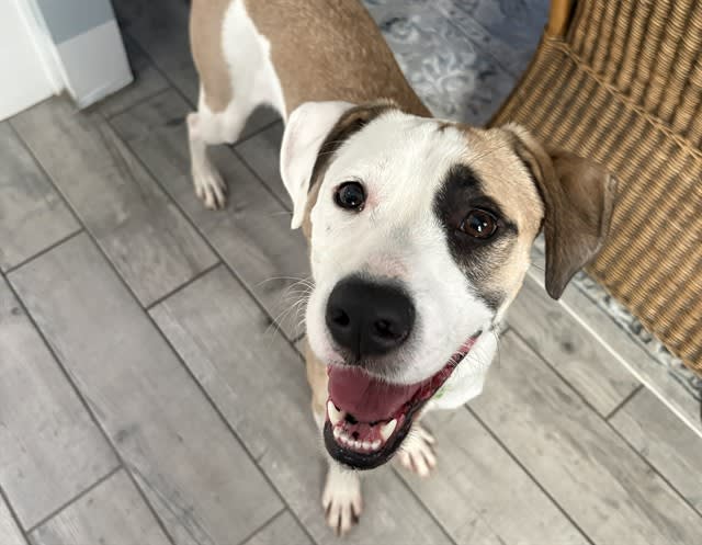 Luna, a dog at Pima Animal Care Center in Tucson, AZ — 1 year, 3 months, 36 lbs
