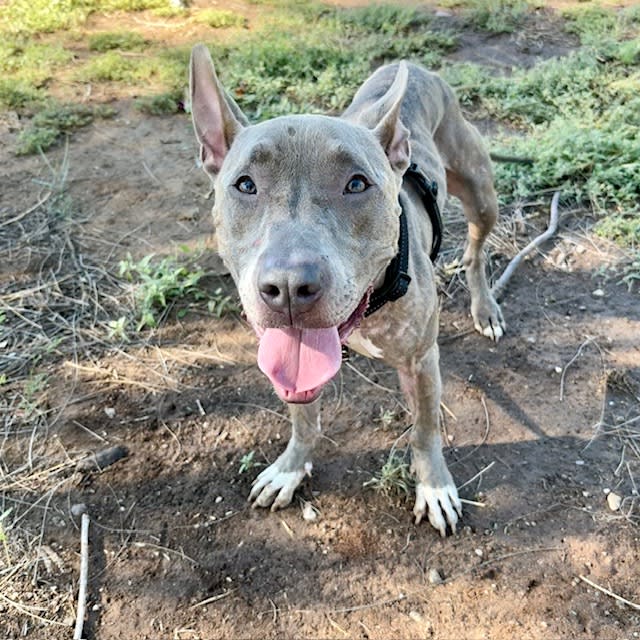 Twizzler, a dog at Pima Animal Care Center in Tucson, AZ — 1 year, 8 months, 42 lbs