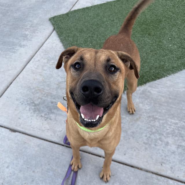 Silly Boy, a dog at Pima Animal Care Center in Tucson, AZ — 3 years, 58 lbs