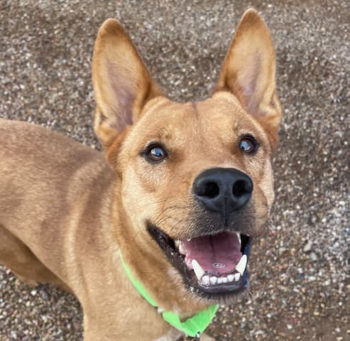 Yodi, a dog at Pima Animal Care Center in Tucson, AZ — 2 years, 2 months, 39 lbs