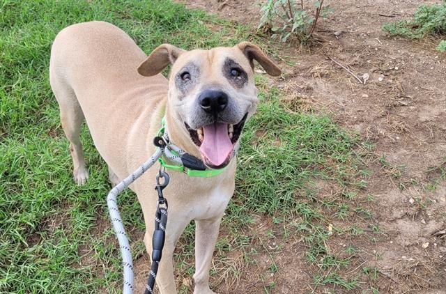 Scrappy, a dog at Pima Animal Care Center in Tucson, AZ — 2 years, 2 months, 62 lbs
