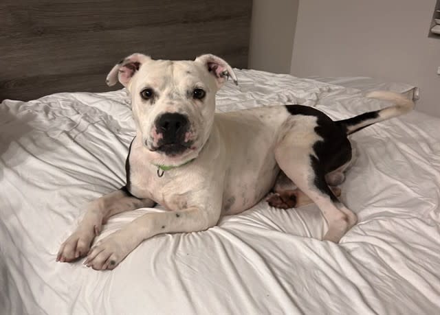 Tater Tot, a dog at Pima Animal Care Center in Tucson, AZ — 1 year, 2 months, 44 lbs
