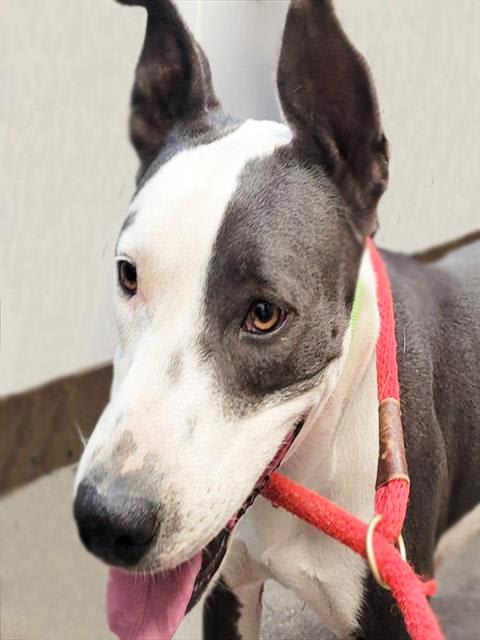 Jeanie, a dog at Pima Animal Care Center in Tucson, AZ — 4 years, 66 lbs