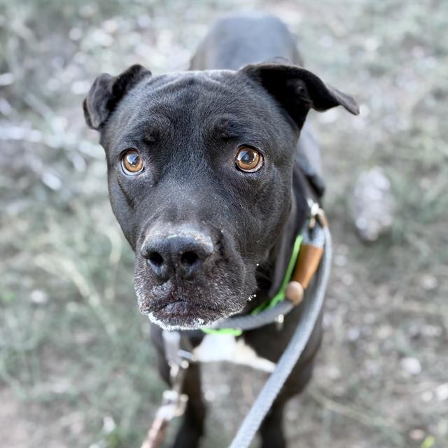 Aladdin, a dog at Pima Animal Care Center in Tucson, AZ — 6 years, 62 lbs