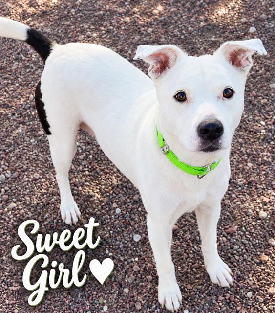 Nya, a dog at Pima Animal Care Center in Tucson (Eastside), AZ — 6 years, 75 lbs