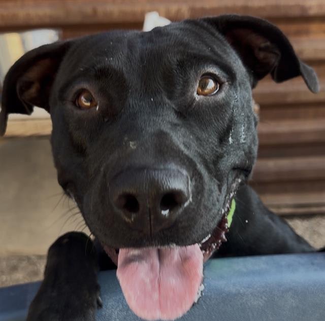 Sherlock, a dog at Pima Animal Care Center in Tucson, AZ — 4 years, 52 lbs