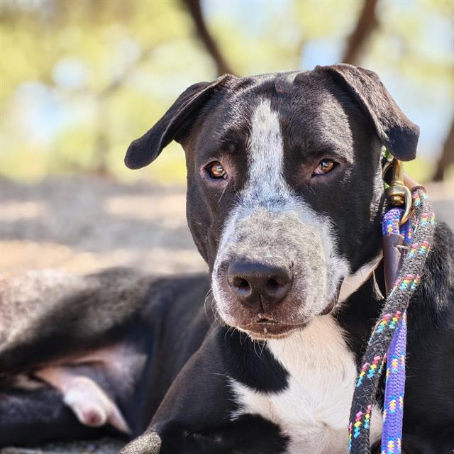 Elvis, a dog at Pima Animal Care Center in Tucson, AZ — 1 year, 2 months, 55 lbs