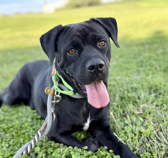 Hugo, a dog at Pima Animal Care Center in Tucson, AZ — 2 years, 2 months, 60 lbs