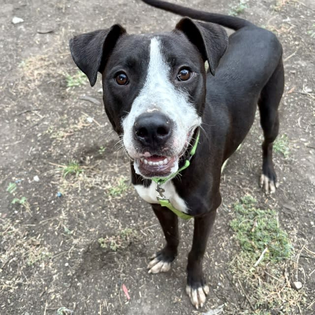 Jess, a dog at Pima Animal Care Center in Tucson, AZ — 10 months, 39 lbs