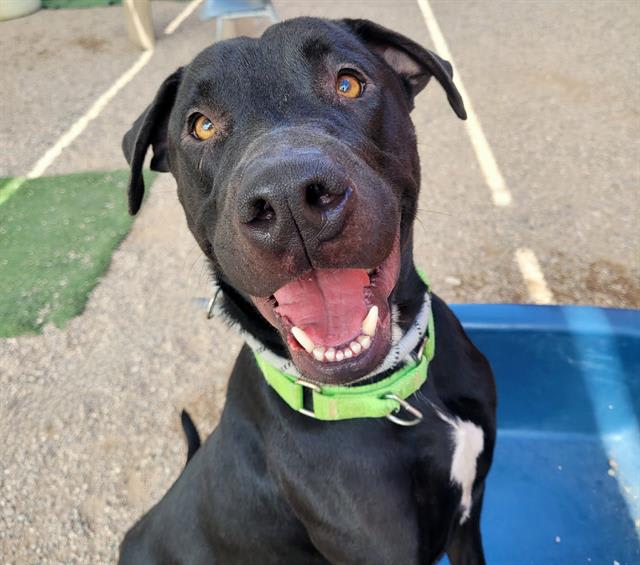 Steve, a dog at Pima Animal Care Center in Tucson, AZ — 1 year, 2 months, 63 lbs