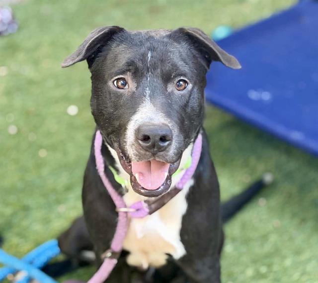 Tony, a dog at Pima Animal Care Center in Tucson, AZ — 1 year, 48 lbs