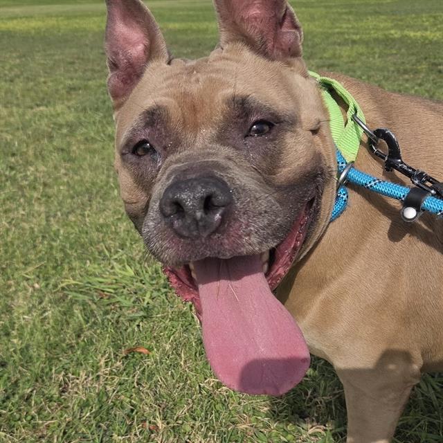 Stormy, a dog at Pima Animal Care Center in Tucson, AZ — 4 years, 71 lbs