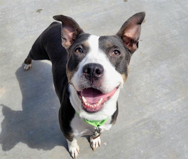 Clara, a dog at Pima Animal Care Center in Tucson, AZ — 2 years, 2 months, 47 lbs