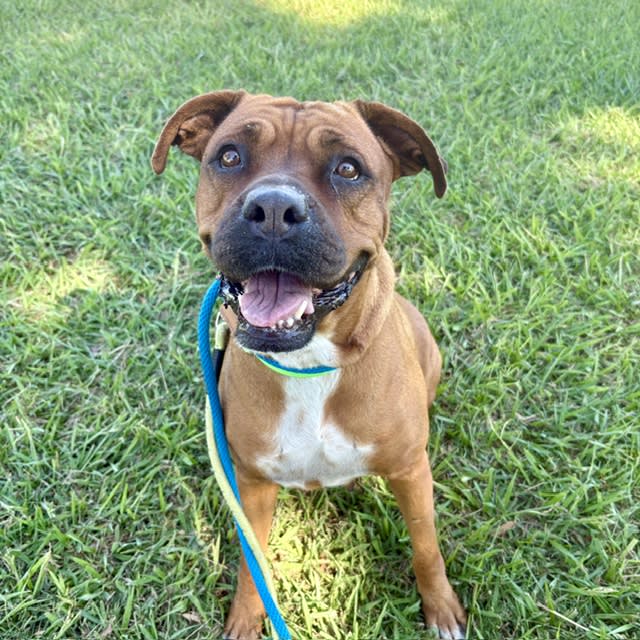 Brandy, a dog at Pima Animal Care Center in Tucson, AZ — 6 years, 85 lbs