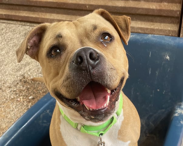 Bambi, a dog at Pima Animal Care Center in Tucson, AZ — 3 years, 59 lbs