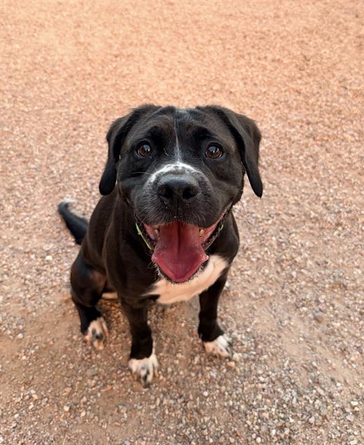 Axell, a dog at Pima Animal Care Center in Tucson, AZ — 2 years, 3 months, 55 lbs