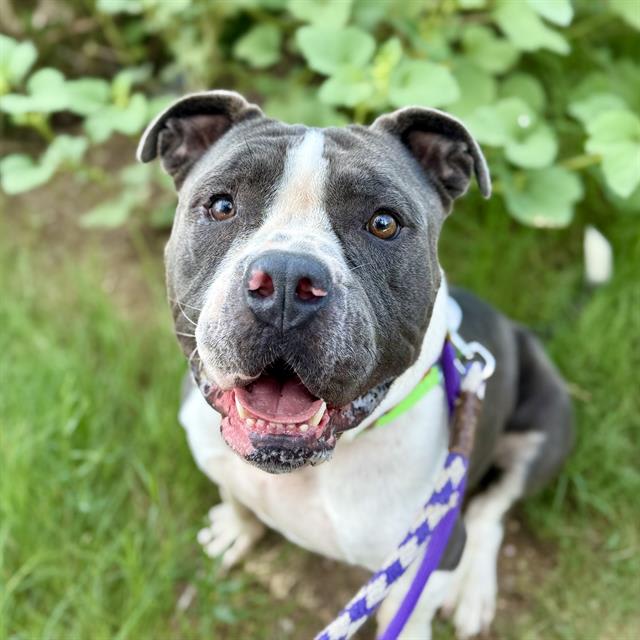 Slumber, a dog at Pima Animal Care Center in Tucson, AZ — 3 years, 56 lbs