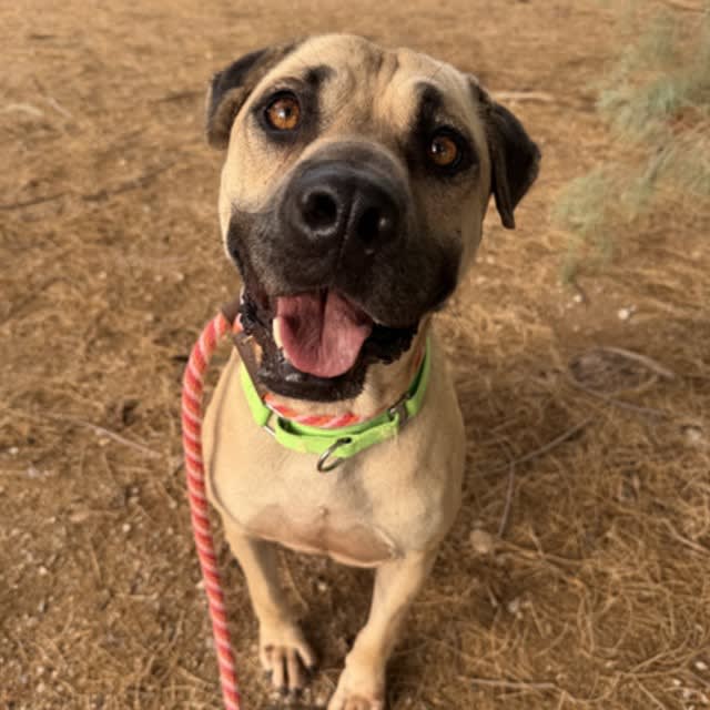 Desoto, a dog at Pima Animal Care Center in Tucson, AZ — 6 years, 61 lbs