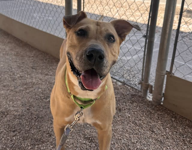 Megara, a dog at Pima Animal Care Center in Tucson, AZ — 6 years, 72 lbs