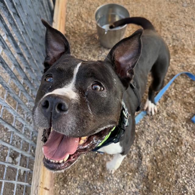 Babygirl, a dog at Pima Animal Care Center in Tucson, AZ — 4 years, 45 lbs