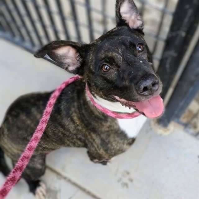 Jewel, a dog at Pima Animal Care Center in Tucson, AZ — 8 years, 59 lbs