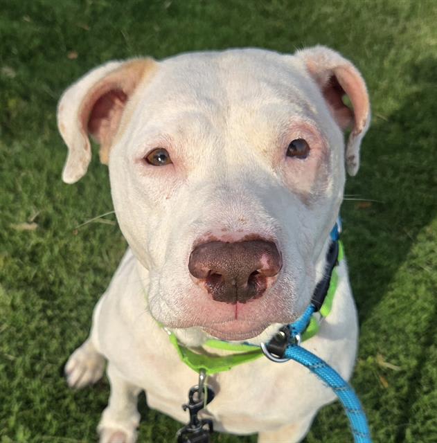 Guera, a dog at Pima Animal Care Center in Tucson, AZ — 2 years, 6 months, 60 lbs