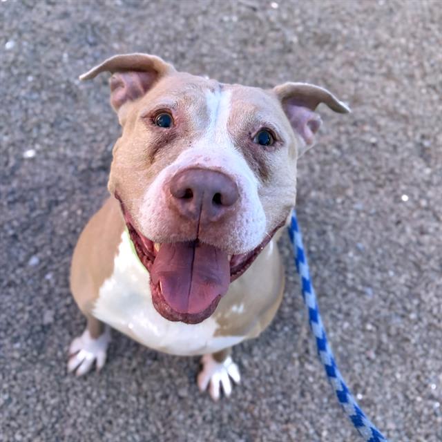 Frost Aka Rocky, a dog at Pima Animal Care Center in Tucson, AZ — 7 years, 57 lbs