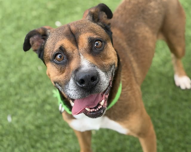 Clyde, a dog at Pima Animal Care Center in Tucson, AZ — 3 years, 60 lbs