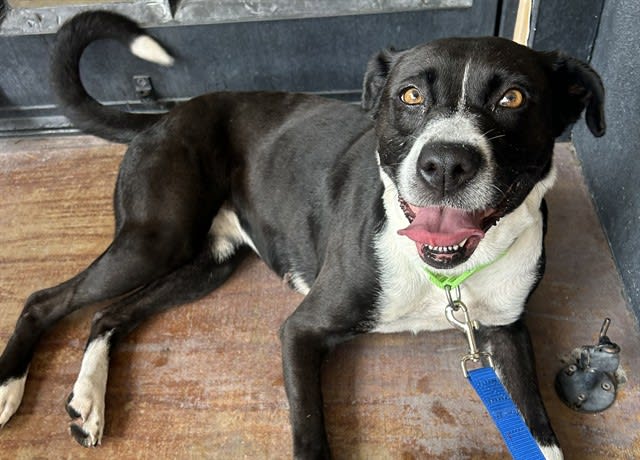 Bonnie, a dog at Pima Animal Care Center in Tucson, AZ — 1 year, 3 months, 45 lbs