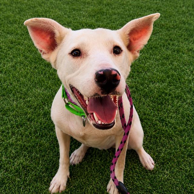 Gertie, a dog at Pima Animal Care Center in Tucson, AZ — 1 year, 3 months, 44 lbs