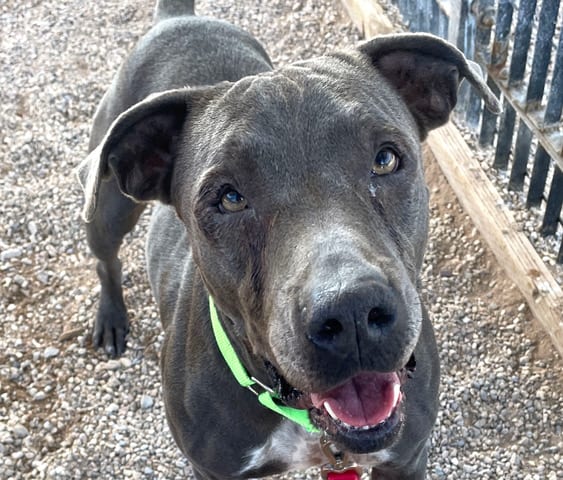 Jenny, a dog at Pima Animal Care Center in Tucson, AZ — 5 years, 67 lbs