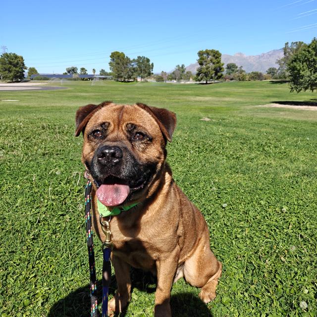 Lucky, a dog at Pima Animal Care Center in Tucson, AZ — 10 years, 51 lbs