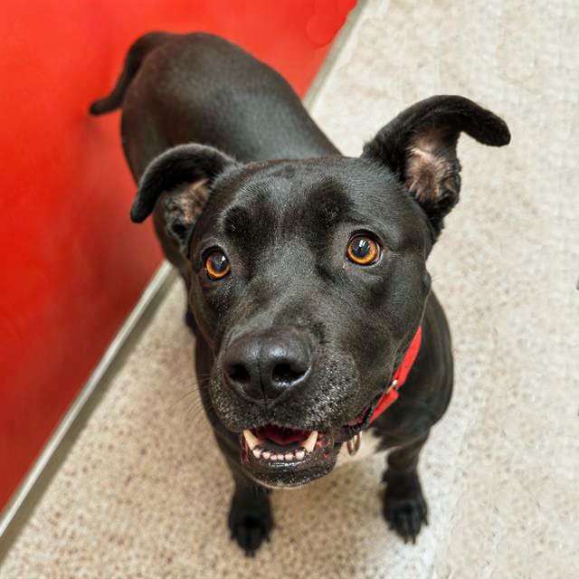 Dorothy, a dog at Pima Animal Care Center in Tucson, AZ — 2 years, 3 months, 59 lbs