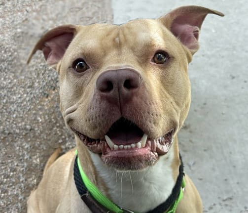Ozzy, a dog at Pima Animal Care Center in Tucson, AZ — 3 years, 58 lbs