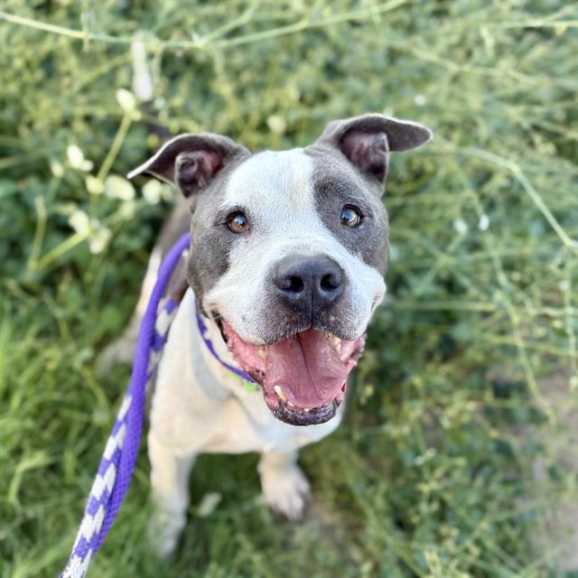 Bosco, a dog at Pima Animal Care Center in Tucson, AZ — 5 years, 49 lbs