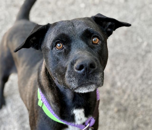 Lafayette, a dog at Pima Animal Care Center in Tucson, AZ — 1 year, 3 months, 58 lbs