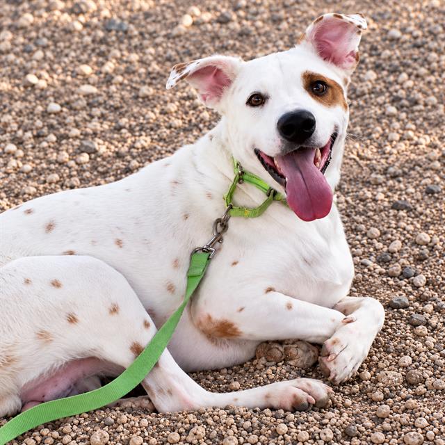 Jake, a dog at Pima Animal Care Center in Tucson, AZ — 3 years, 57 lbs